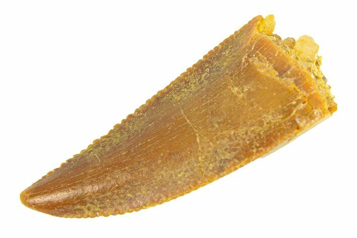 Serrated, Raptor Premaxillary Tooth - Real Dinosaur Tooth #291872